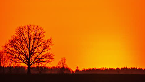 Toma-De-Lapso-De-Tiempo-De-Una-Puesta-De-Sol-Amarilla-Gigante-Detrás-Del-Horizonte-Forestal-Durante-Un-Hermoso-Día-De-Otoño-Con-Un-Cielo-De-Color-Naranja---Silueta-De-árbol-Sin-Hojas-En-Primer-Plano---Imágenes-De-Lapso-De-Tiempo-De-5k