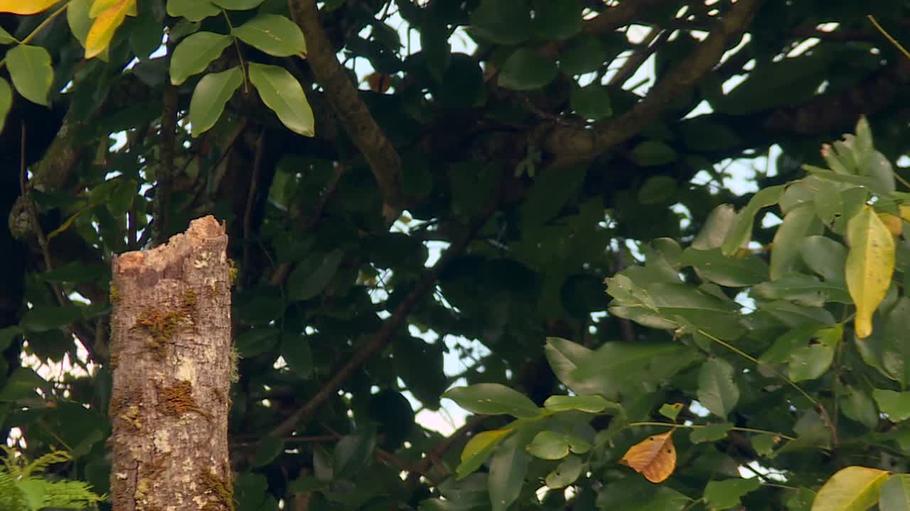 pájaro cardenal de cresta roja escaneando la selva tropical de hawai desde el tocón de un árbol