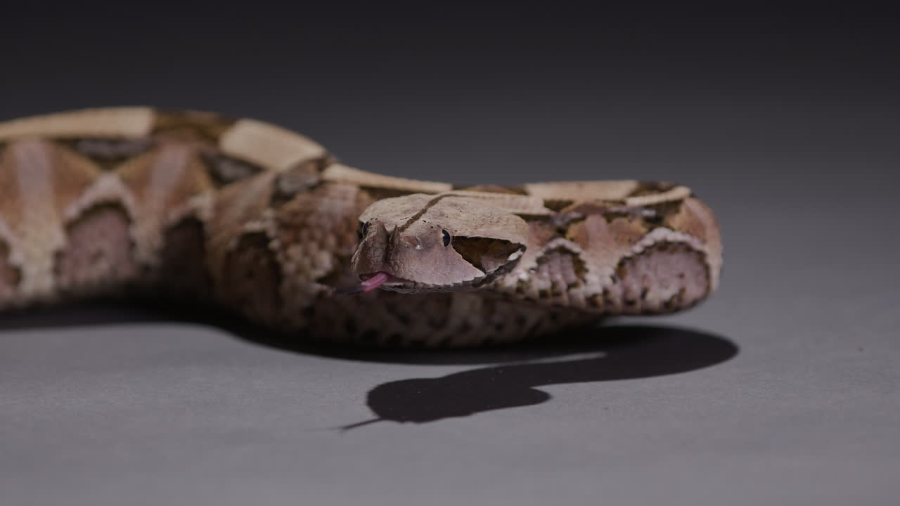 Gaboon Viper snake looks around curiously - isolated on grey background