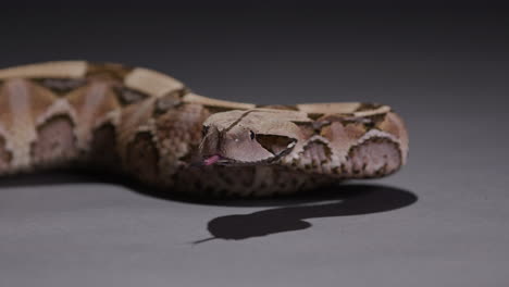 Gaboon-Viper-snake-looks-around-curiously---isolated-on-grey-background