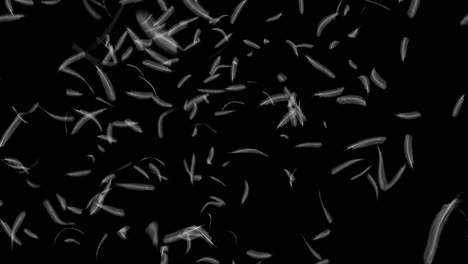 feathers falling on black background 4k