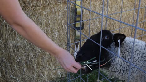 Mano-Femenina-Alimentando-A-Una-Oveja-Con-Hierba-Y-Paja-En-El-Zoológico-De-Mascotas