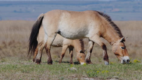 group of wild przewalski horses grazing and standing prairie