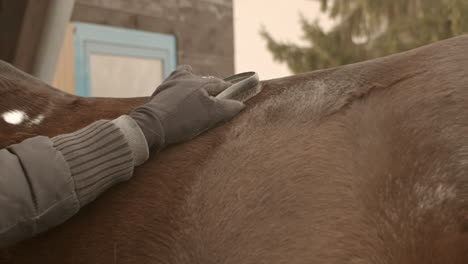 Girl-comb-a-older-brown-horse-with-white-dot-on-his-back-in-slow-motion