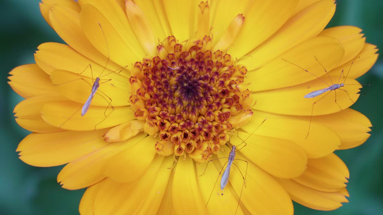 disparo de primer plano estático de diptéranos en una flor de caléndula común