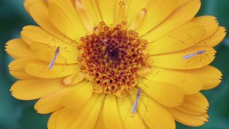 disparo de primer plano estático de diptéranos en una flor de caléndula común