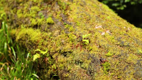 close-up of mossy log in dunkeld, scotland