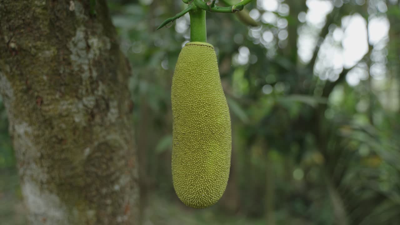 la jackfruit está colgada en el árbol