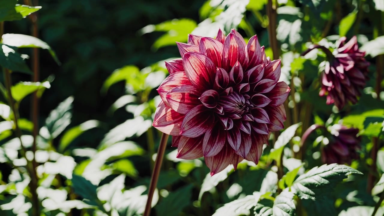 Primo piano di un vivace fiore di dalia rosso e bianco in un giardino