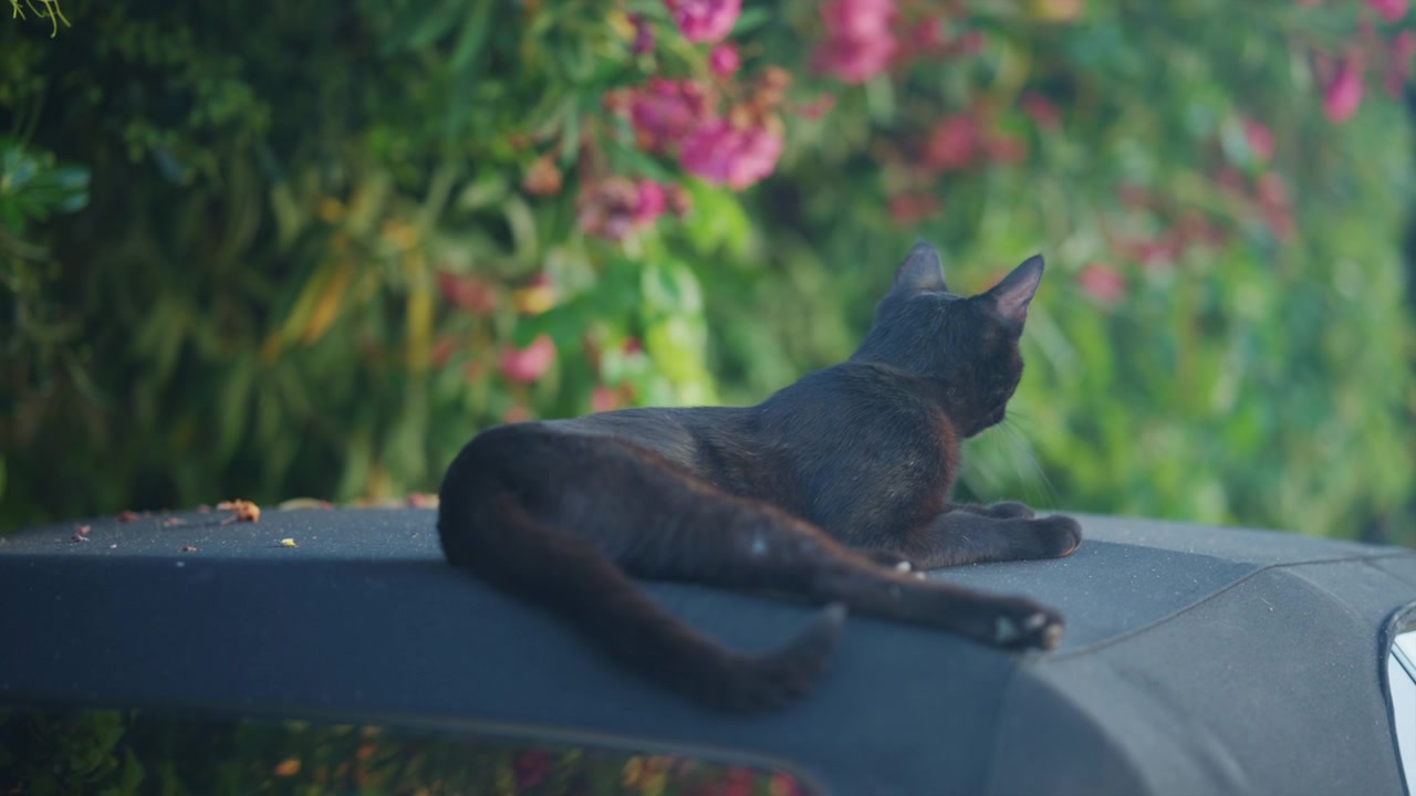 Gatto nero rilassato che riposa sul tetto di un'auto parcheggiata sotto fiori rosa in fiore, immortalato in un tranquillo ambiente di giardino mediterraneo