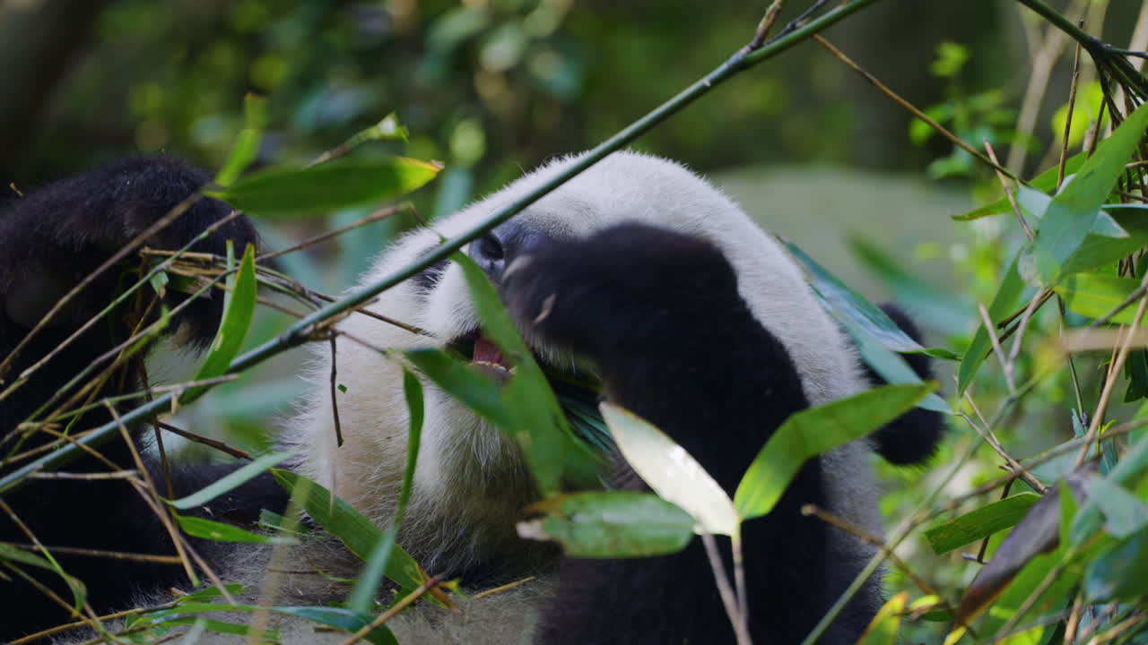 Panda velká jí bambus v rezervaci pand v Dujiangyanu, Čcheng-tu, Čína – Detailní záběr
