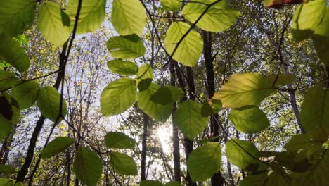 el sol brilla a través del follaje en el bosque
