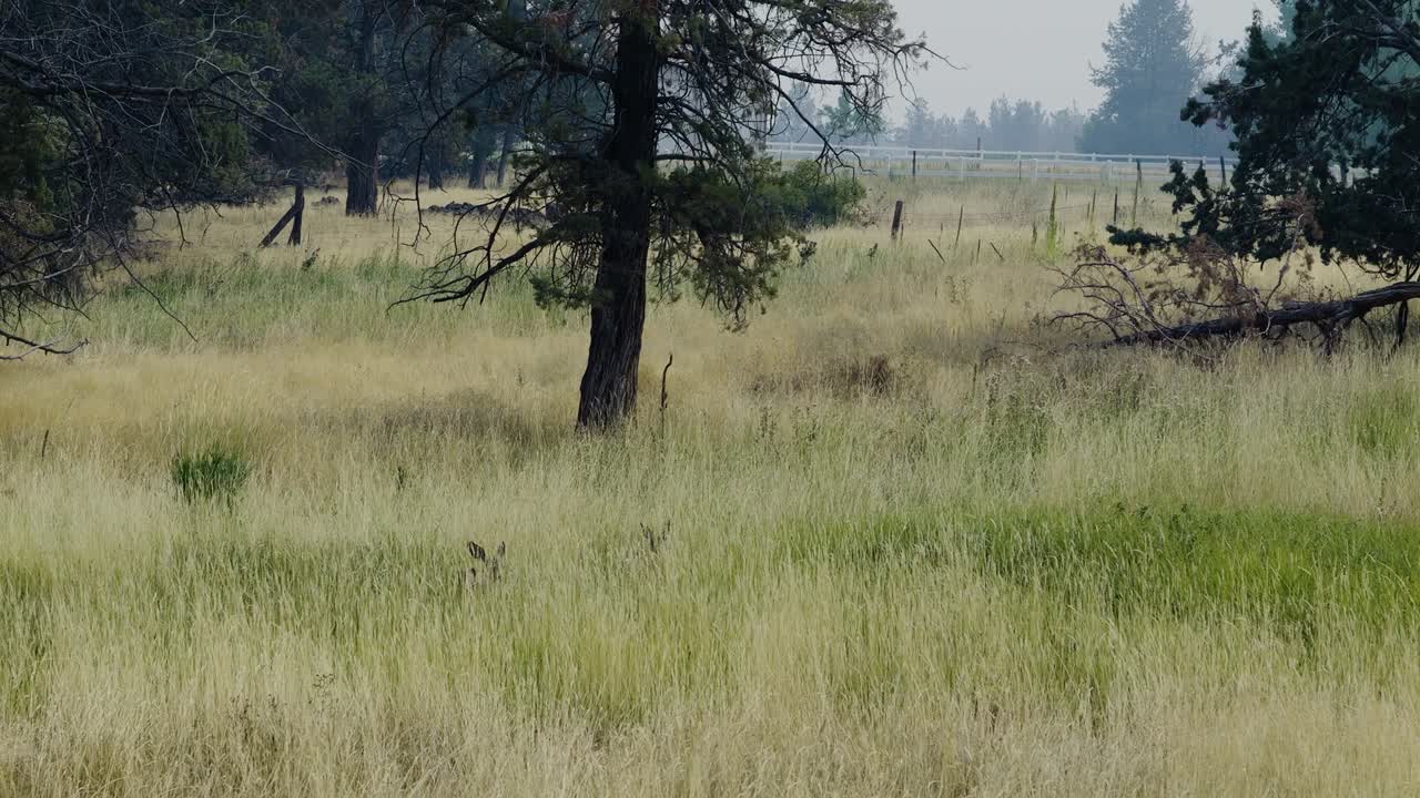 Two fawns move through summer wildfire smoke in Central Oregon