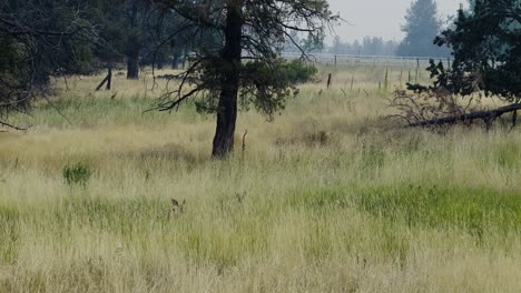 Zwei-Kitze-Bewegen-Sich-Durch-Den-Rauch-Eines-Sommerfeuers-In-Zentral-Oregon