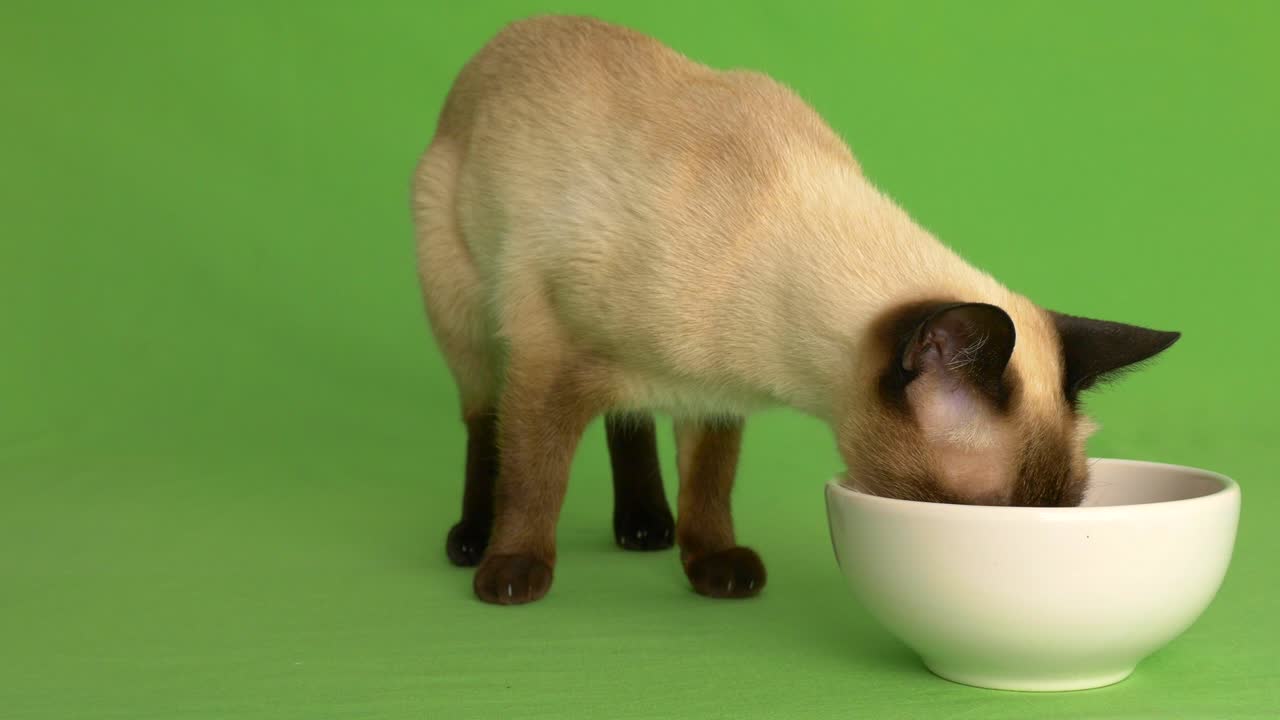 Siamkatze nähert sich dem Futternapf und frisst, Frontalansicht