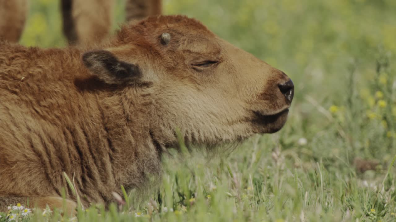 Cucciolo di bisonte che sbadiglia al sole