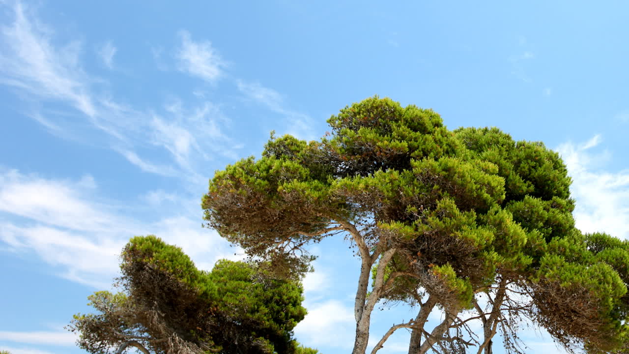 마요르카 보스케 06