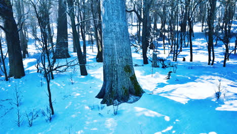 paisaje de invierno en un bosque de pinos el sol brilla a través de los árboles