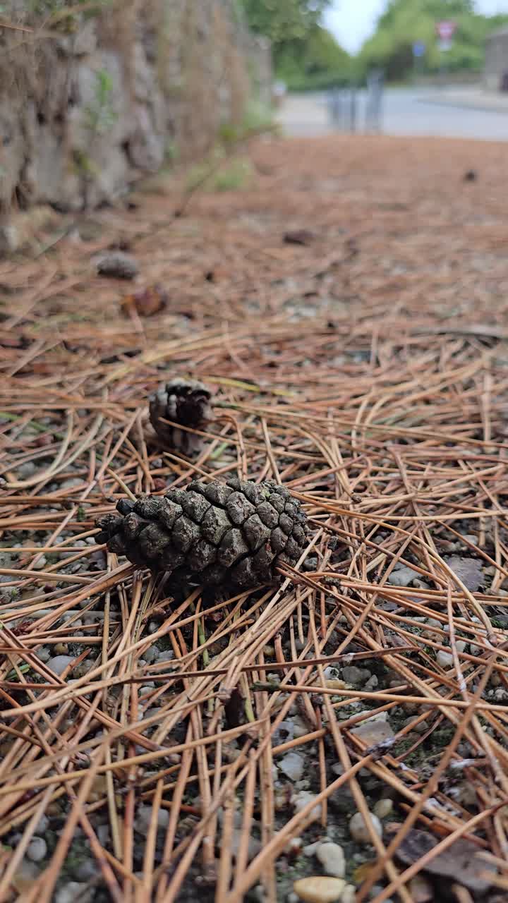 Static close-up at ground level showing a pine cone among dry needles on an autumn sidewalk