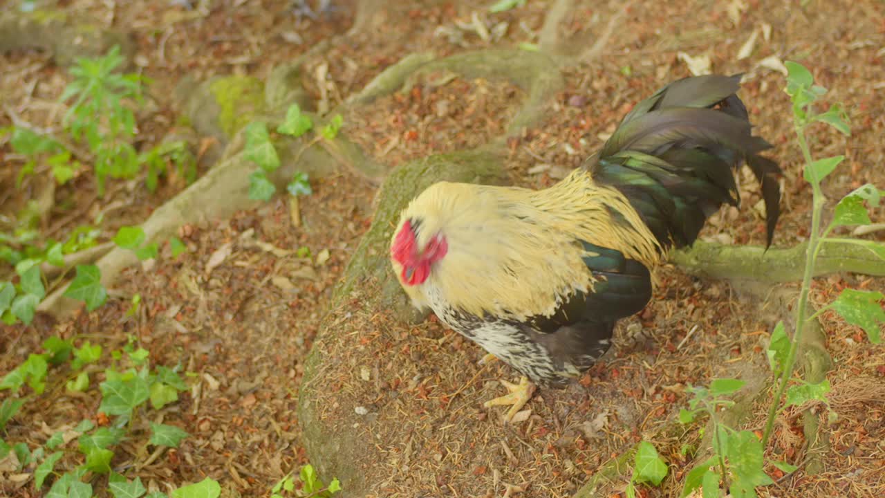A vibrant rooster forages on the ground, showcasing its colorful feathers and natural behavior in a peaceful outdoor setting. The footage captures the beauty of this common farm animal