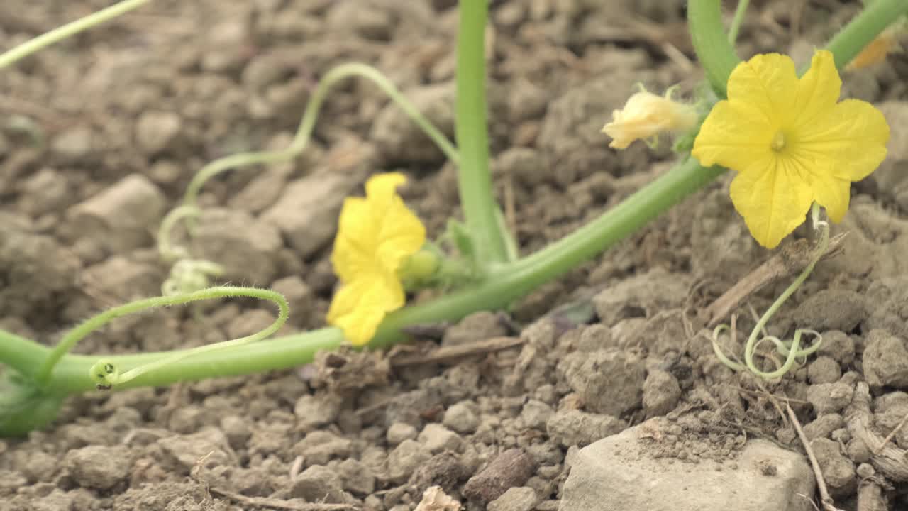 primer plano de flores amarillas en flor en una planta de calabacín en un jardín.