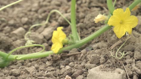 primer plano de flores amarillas en flor en una planta de calabacín en un jardín.