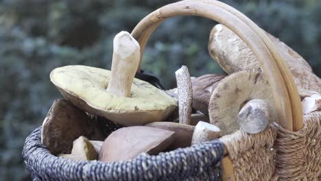 Static-shot-of-a-basket-full-of-mushrooms