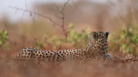 Un-Guepardo-Hembra,-Acinonyx-Jubatus,-Se-Acuesta-A-La-Sombra-Y-Se-Ve-A-La-Altura-De-Los-Ojos-Durante-Los-Meses-De-Verano-En-La-Reserva-De-Caza-Zimanga-En-La-Región-Natal-De-Kwazulu-En-Sudáfrica