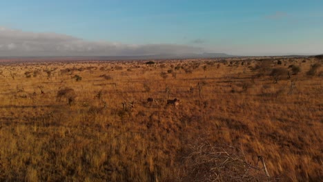 A-large-plain-with-a-small-herd-of-zebras,-at-Tsavo-West,-Kenya