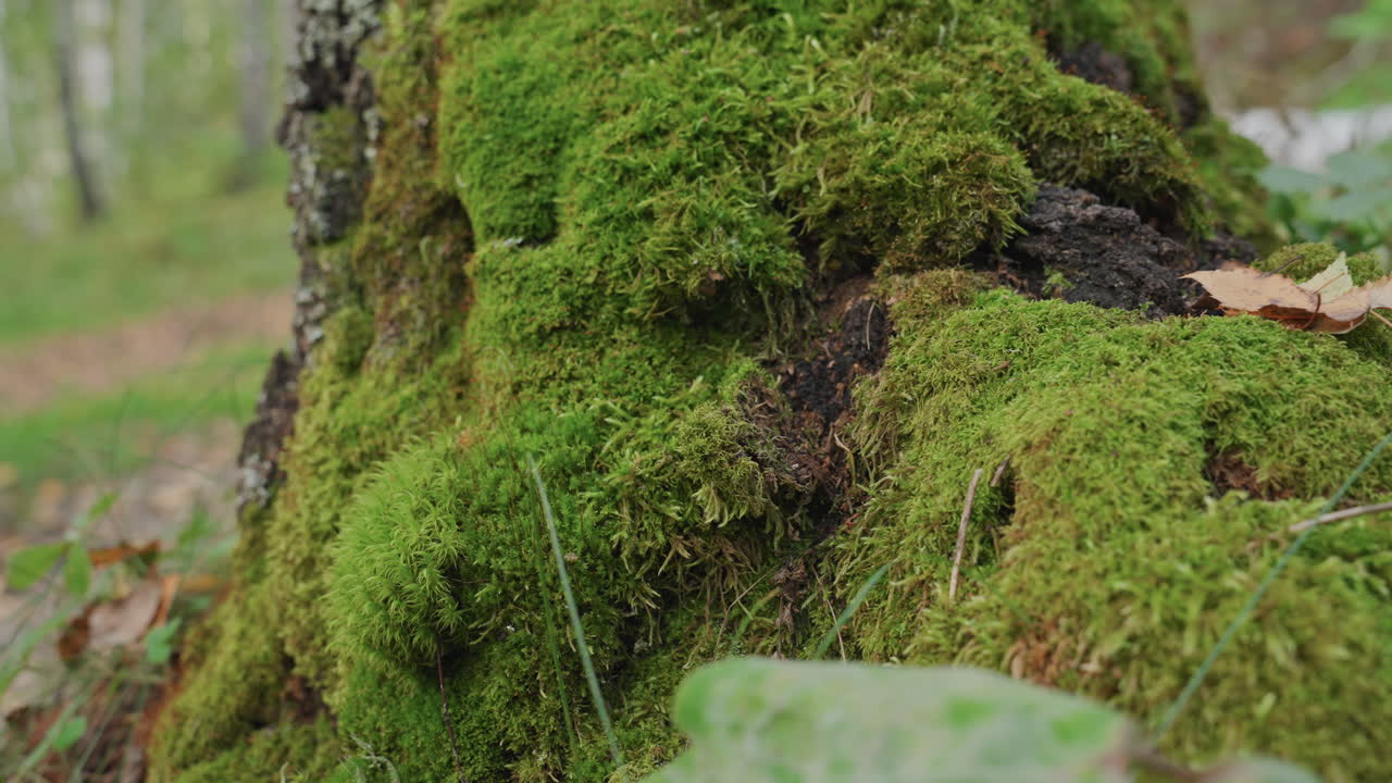 Primo piano della base di un albero muschioso in un'area di campeggio, soffice muschio verde che avvolge un tronco nodoso, foglia caduta che riposa sul muschio, sfondo sfocato di un boschetto di betulle, suolo umido del bosco, atmosfera tranquilla e meditativa ideale.