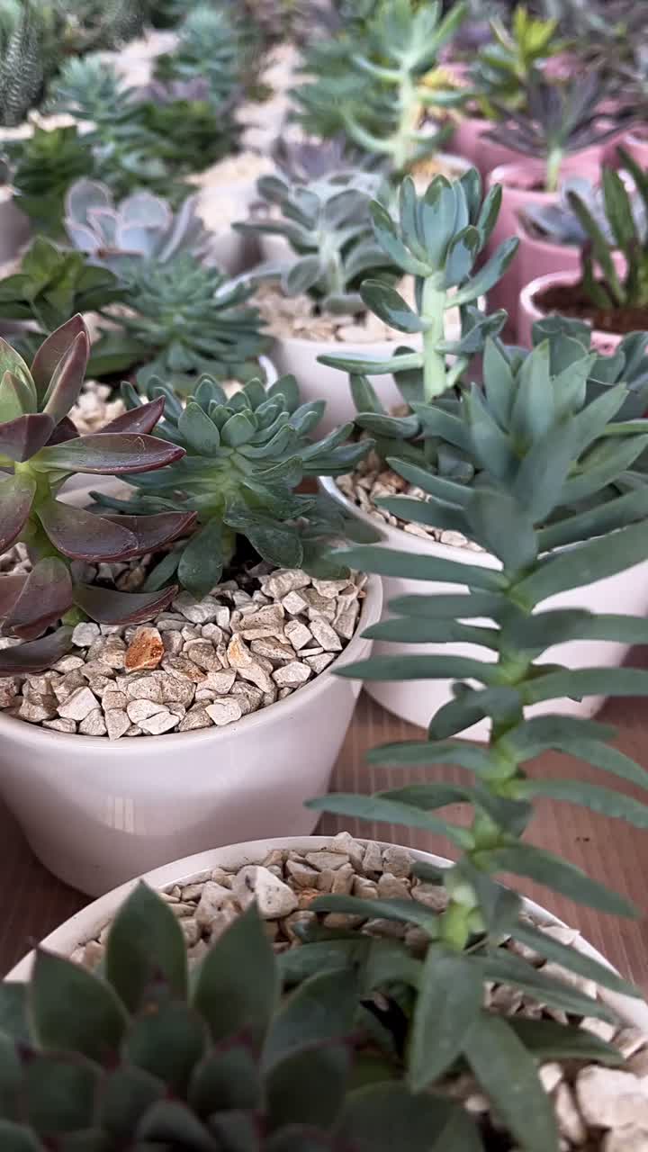 Assortment of Succulents in White Pots