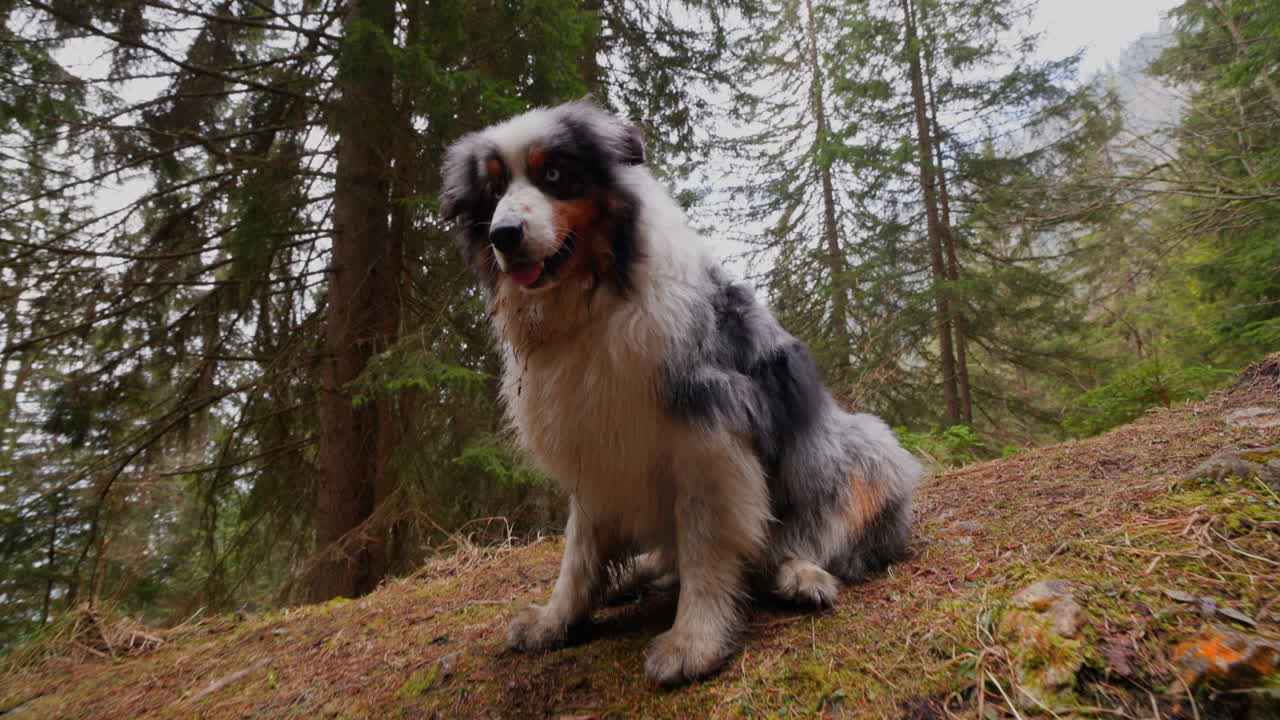 Australian Shepherd walking calmly through a lush green forest. Peaceful nature scene with soft natural light and focused dog movement in woodland environment