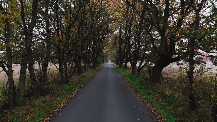 Symmetric trees around a countryside road next to a field of cows, South Sweden, Österlen, Gyllebo - autumn
