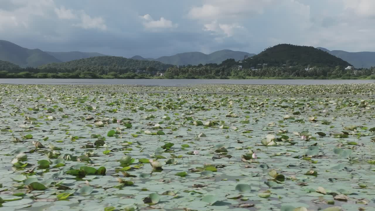 Drone glides low over lake blanketed with lotus pads. Forested hills and mountains frame the wetland under overcast sky. Tranquil rural scene with distant villages along shoreline