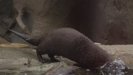 otter dives into pond slomo