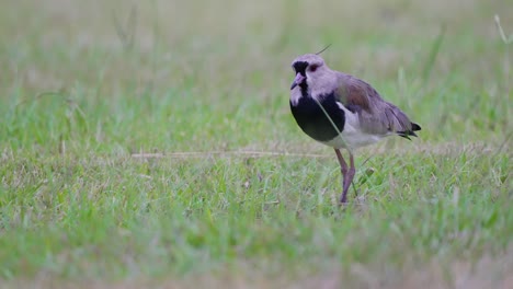 high alert, shield up southern lapwing, vanellus chilensis standing on the open field, startled by the surrounding environment and slowly walk away