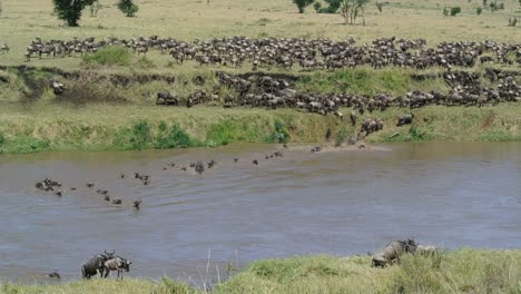 hundreds of wildebeests jumping into the water to swim across the mara river during their annual great migration. serengeti national park in tanzania.