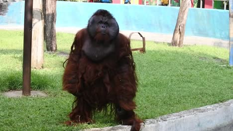 an orang utan stands acting cute in front of the fence dividing its cage at semarang zoo, central java