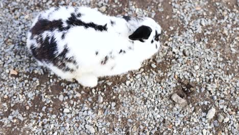 un conejo se mueve alrededor de una superficie de grava