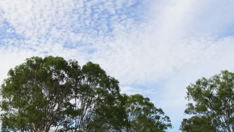 cloud patterns changing above a serene forest