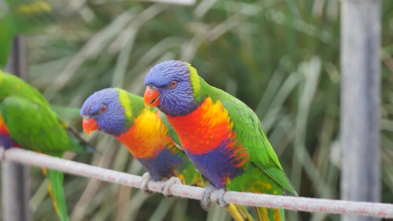 Pájaros arcoíris en una cuerda