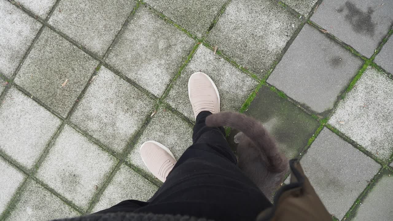 고양이와 함께 포장 된 보행로를 고 있는 사람