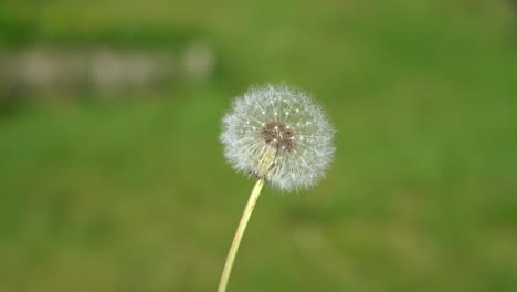 vista macro en cámara lenta de un diente de león con semillas volando en el viento contra un prado verde borroso