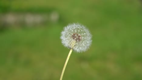 slow motion macro view of a dandelion with seeds flying off in the wind against a blurred green meadow