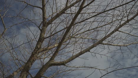 look up bare tree in sunny day.