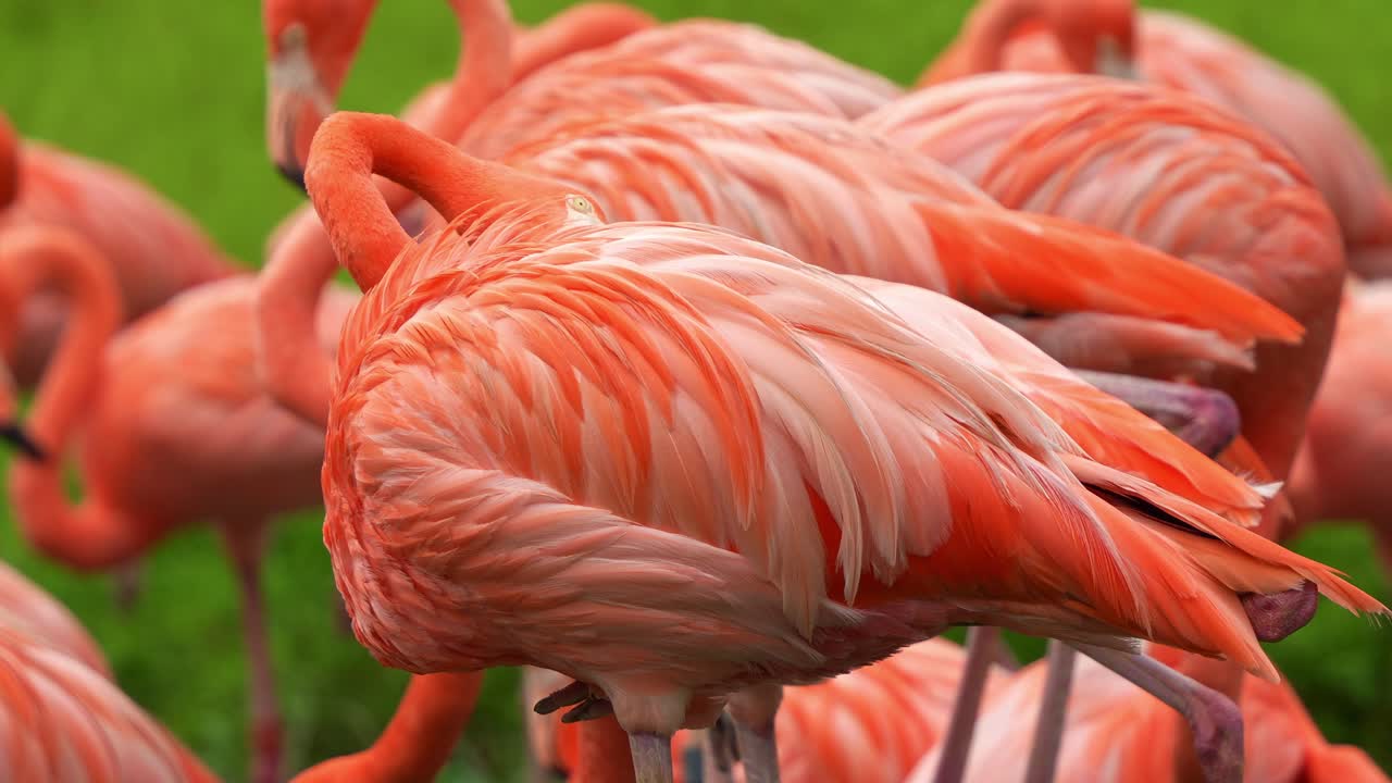 미국 플라밍고 (phoenicopterus ruber) 의 한 무리가 한 발로 서서 활기찬 털을 정리하고 정리하는 근접 촬영.