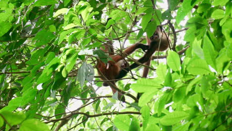 Monos-Araña-Luchando-Mientras-Cuelgan-De-Las-Ramas-De-Los-árboles,-Costa-Rica