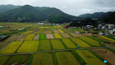 sake rice fields in autumn japan rainy day