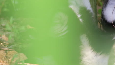 Black-and-white-lemur-resting-on-ground