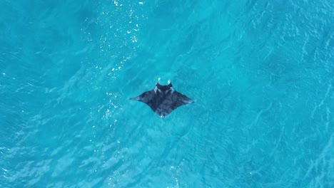 high drone view of a large manta ray as it surface feeds in tropical waters